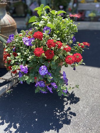 Assorted Blooming Planter
