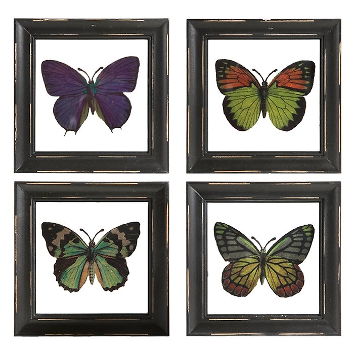 6\" Butterfly Framed Print