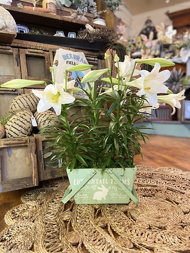 Easter Lilly in box