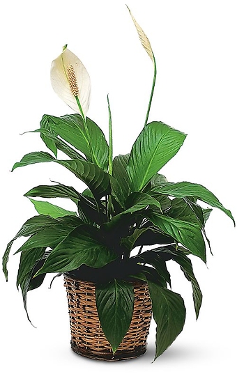 Small Spathiphyllum Plant