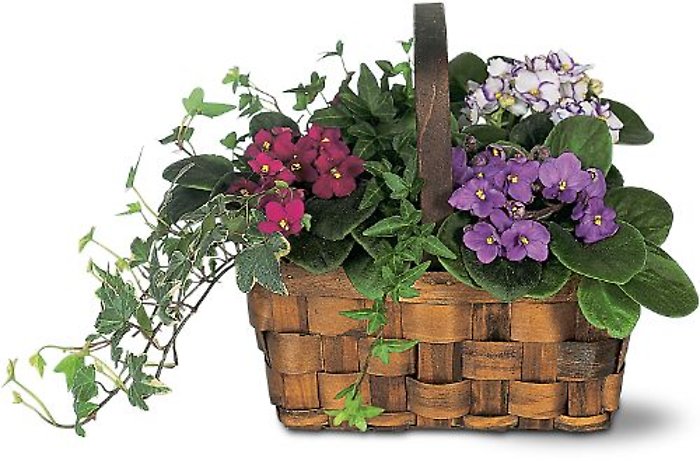 Mixed African Violet Basket TF