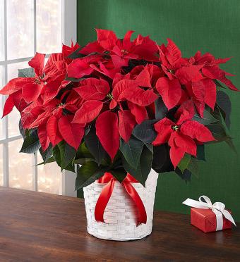 Poinsettia Plant large