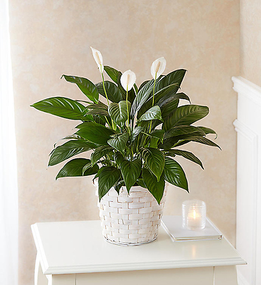 Peace Lily Plant 6\"
