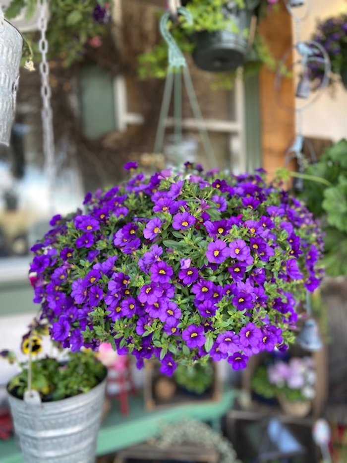 Petunia Hanging Basket