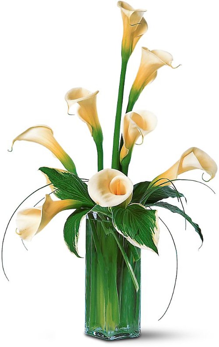 White Callas