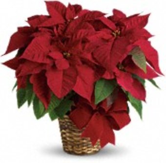 Red Poinsettia