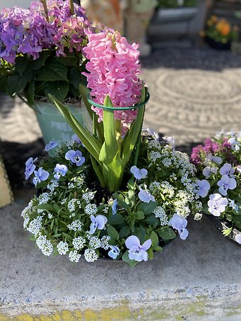 Hyacinth Easter Planter