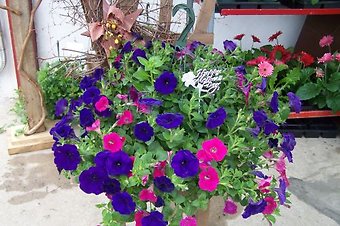 Flowering Hanging Basket Medium